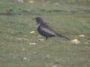 Ring Ouzel at Gunners Park (Steve Arlow) (200628 bytes)